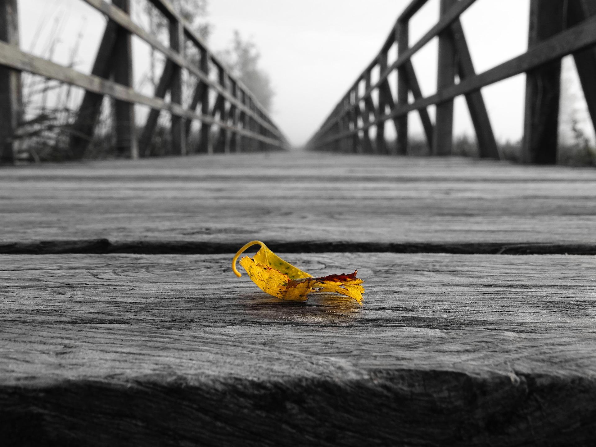leaf-1571833_1920.jpg